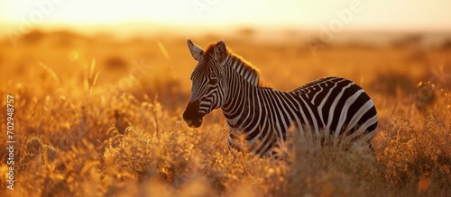 Landscape with zebra in the African savannah and sunset in the background. Generative AI