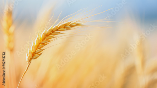 close-up of an ear of wheat in a field  a place for text