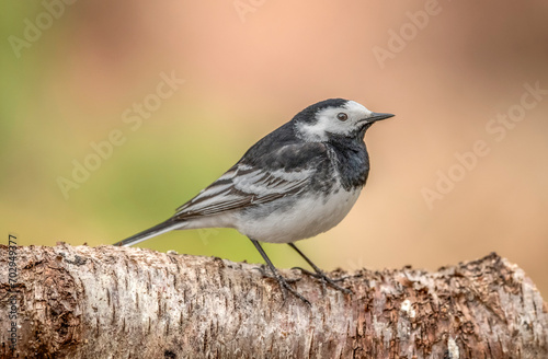 Pied wagtail, perched on a branch in the Springtime