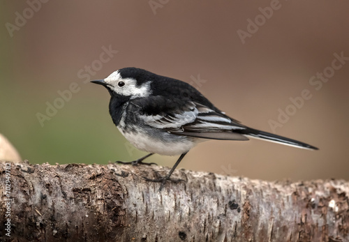 Pied wagtail, perched on a branch in the Springtime