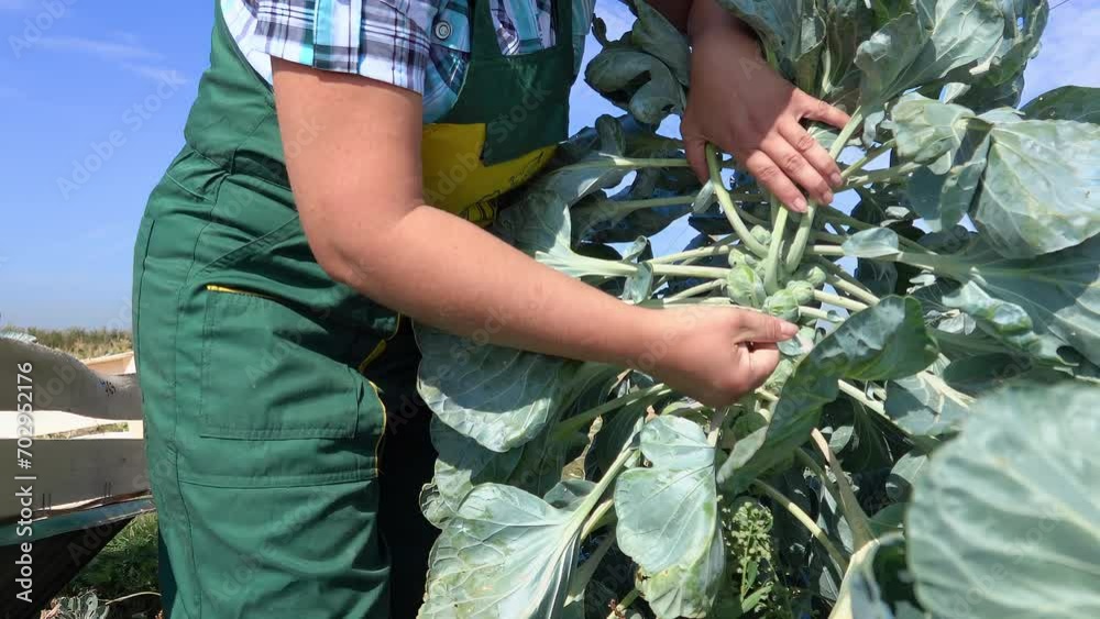 Slow motion Woman farmer picking Brussels sprouts from a bush Slow motion Woman farmer picking Brussels sprouts from a bush
