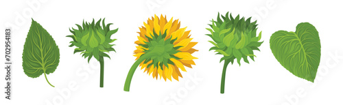Sunflower Large Head with Green Stem and Leaf Vector Set