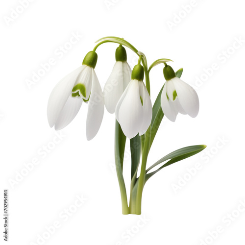 flower - Snowdrop: Hope and consolation