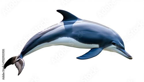 Delfin isoliert auf wei  en Hintergrund  Freisteller