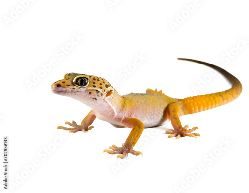 Gecko isoliert auf weißem Hintergrund, Freisteller 