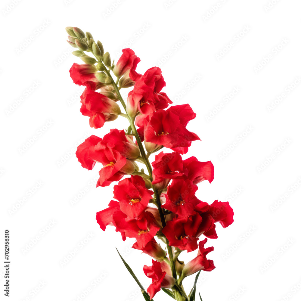 Fototapeta premium red flower - Snapdragon: Graciousness and strength.