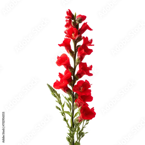 deep red Snapdragon: Graciousness and strength.