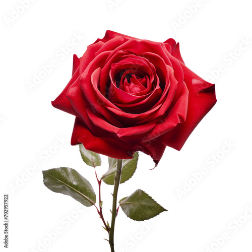 Single Blooming Velvet Red Rose Realistic Flower