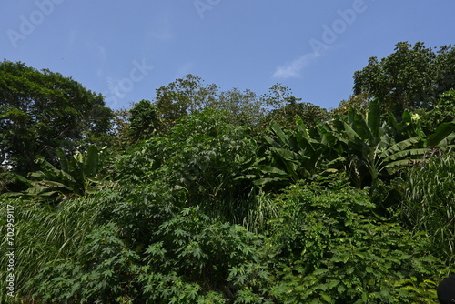 trees in the forest