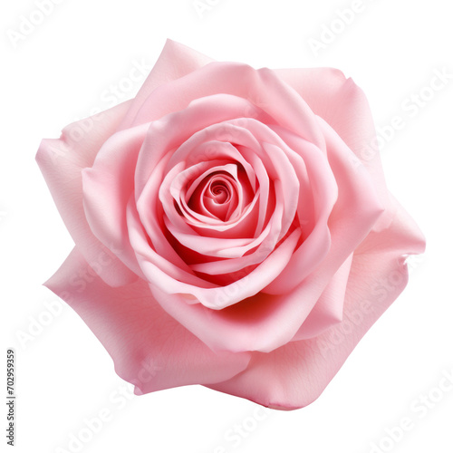  Pink Rose meaning sweetness and admiration 