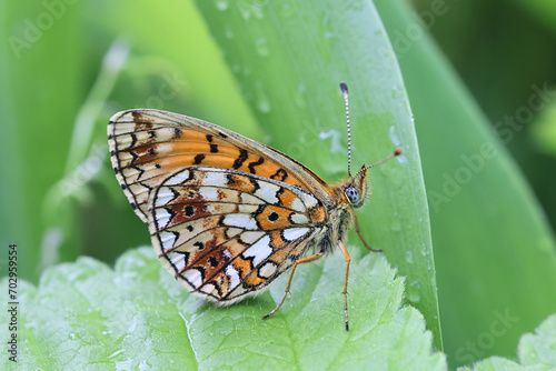 Small pearl-bordered fritillary, Boloria selene, also known as the silver-bordered fritillary, butterfly from Finland