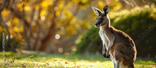 Young eastern grey kangaroo (Macropus giganteus) standing on grass with bushes in the background, glancing behind photo