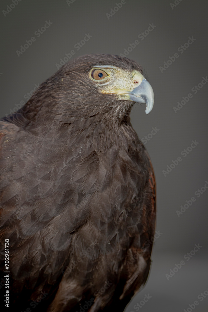 Harris's hawk (Parabuteo unicinctus) in profile on dark background Harris's hawk (Parabuteo unicinctus) in profile on dark background