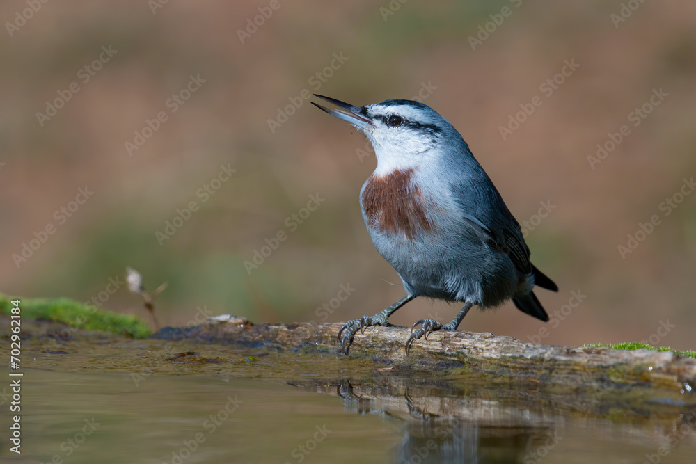 Fototapeta premium Krüper's nuthatch