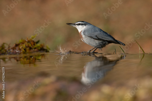 Krüper's nuthatch