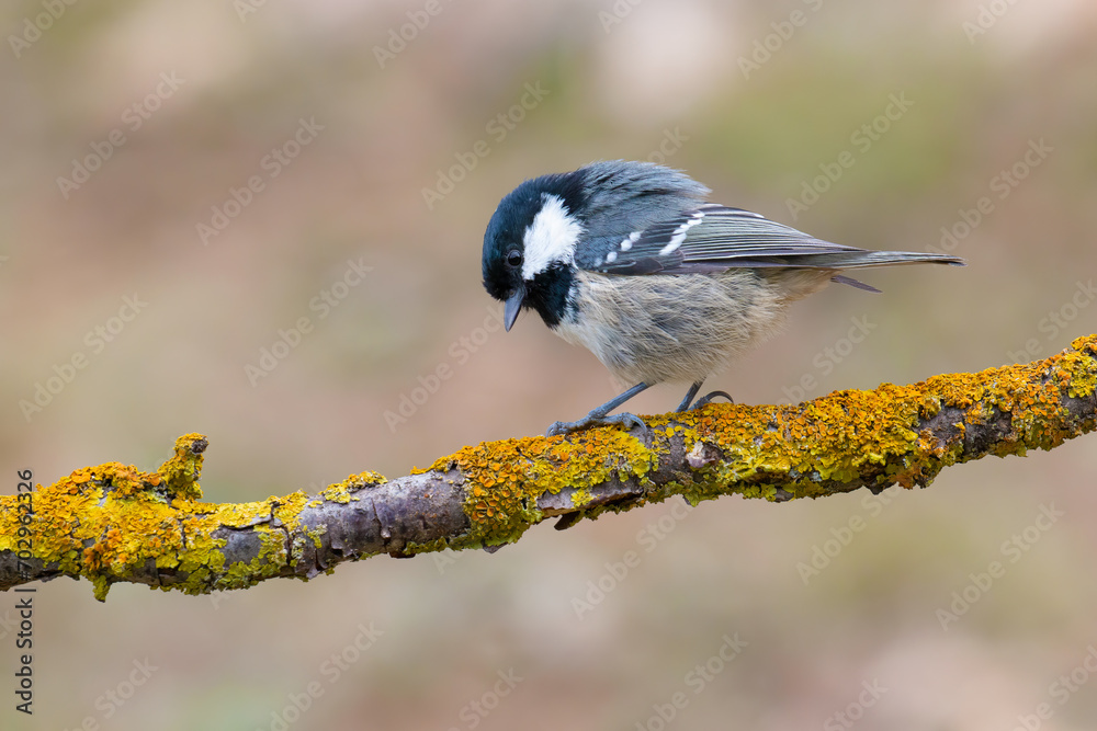 Naklejka premium Coal tit