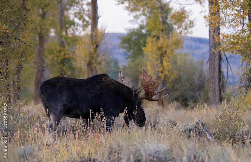 Bull Moose in Autumn in Wyoming Bull Moose in Autumn in Wyoming