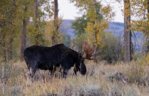 Bull Moose in Autumn in Wyoming