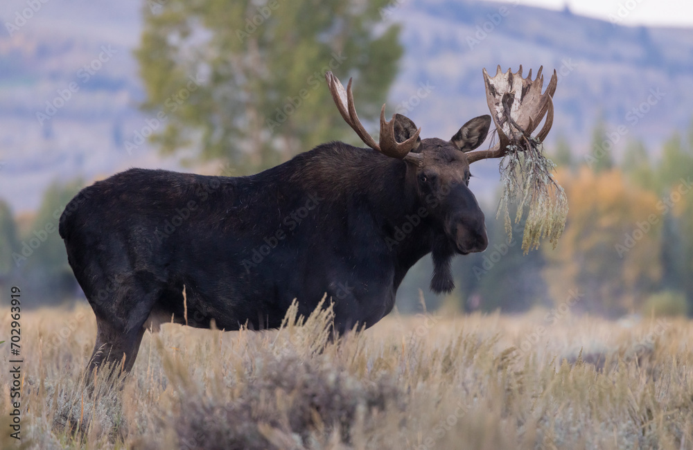 Bull Moose in Autumn in Wyoming Bull Moose in Autumn in Wyoming