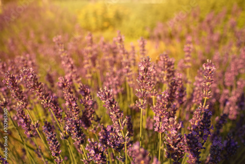 Lavender field in garden at Royal Palace of Godollo Hungary.Summer season.