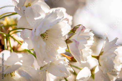 Beautiful nature scene with blooming white cherry tree in spring