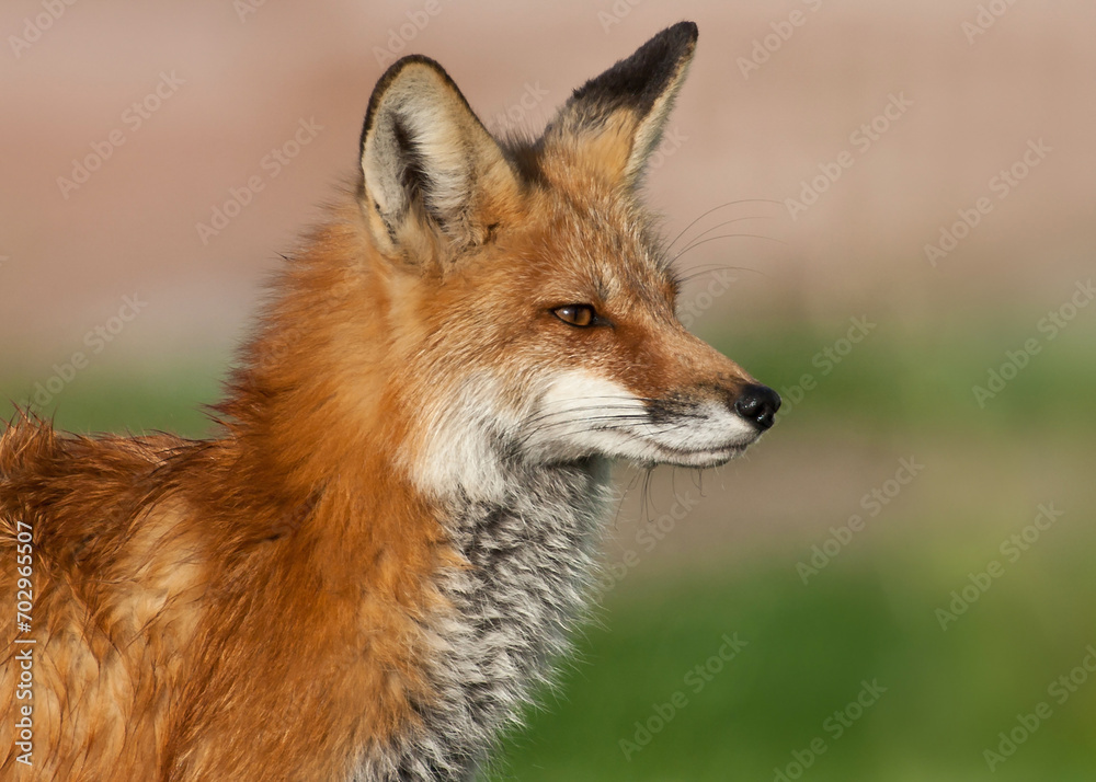 Red Fox Up Close Red Fox Up Close
