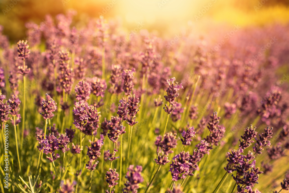 Obraz premium Lavender field in garden at Royal Palace of Godollo,Hungary.Summer season.