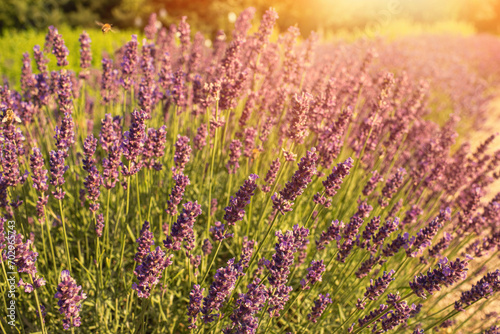 Lavender field in garden at Royal Palace of Godollo,Hungary.Summer season.