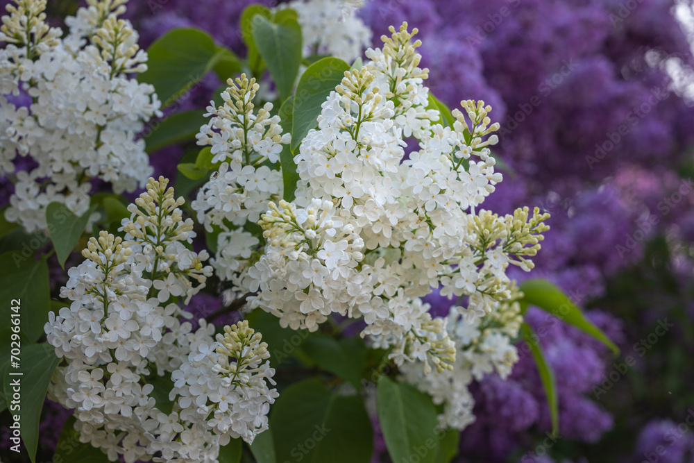 Spring background art with Purple lilac flowers at the blue sky background. Spring background art with Purple lilac flowers at the blue sky background.