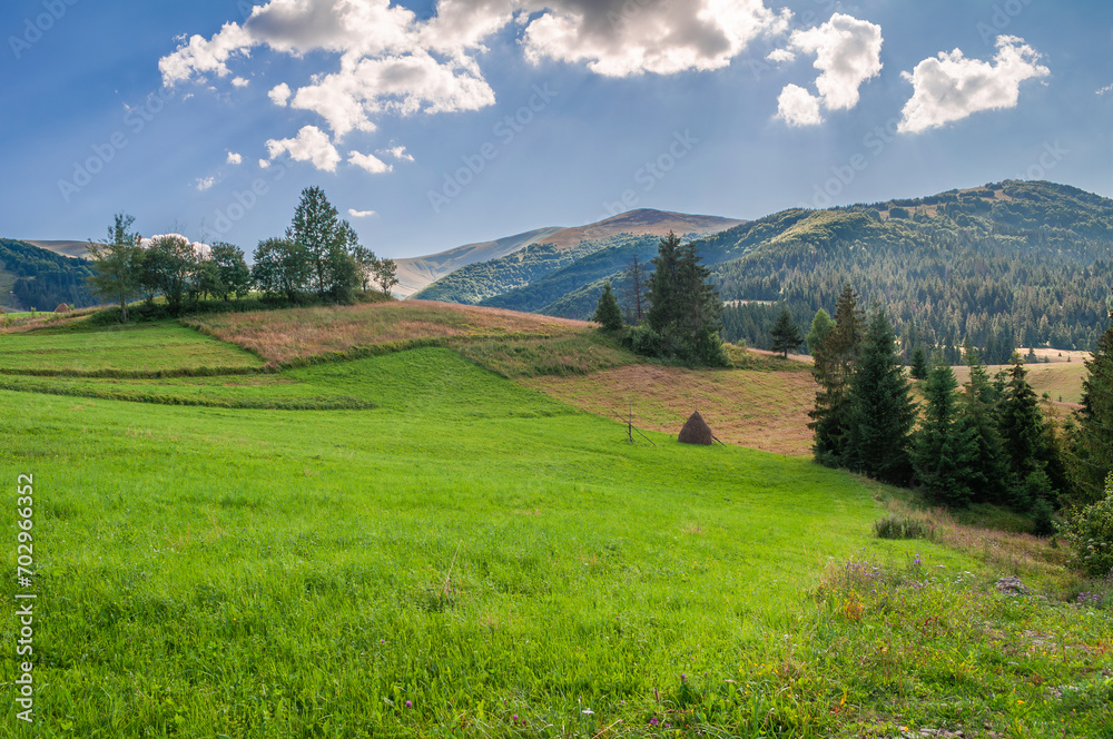 Picturesque summer mountain landscape with coniferous trees and green meadow in the foreground. Ukrainian Carpathians, Borzhava massif
