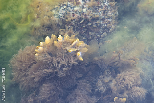 Fotografía Brown algae called Pylaiella littoralis growing on Fucus vesiculosus, commonly k