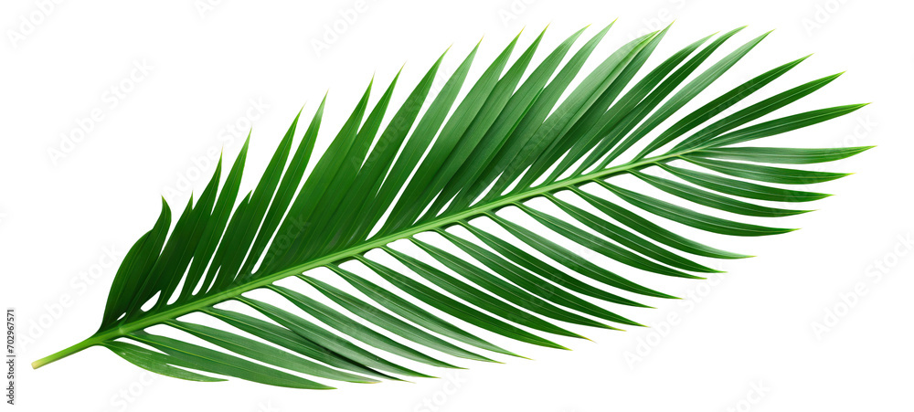 Tropical green palm leaf cut out