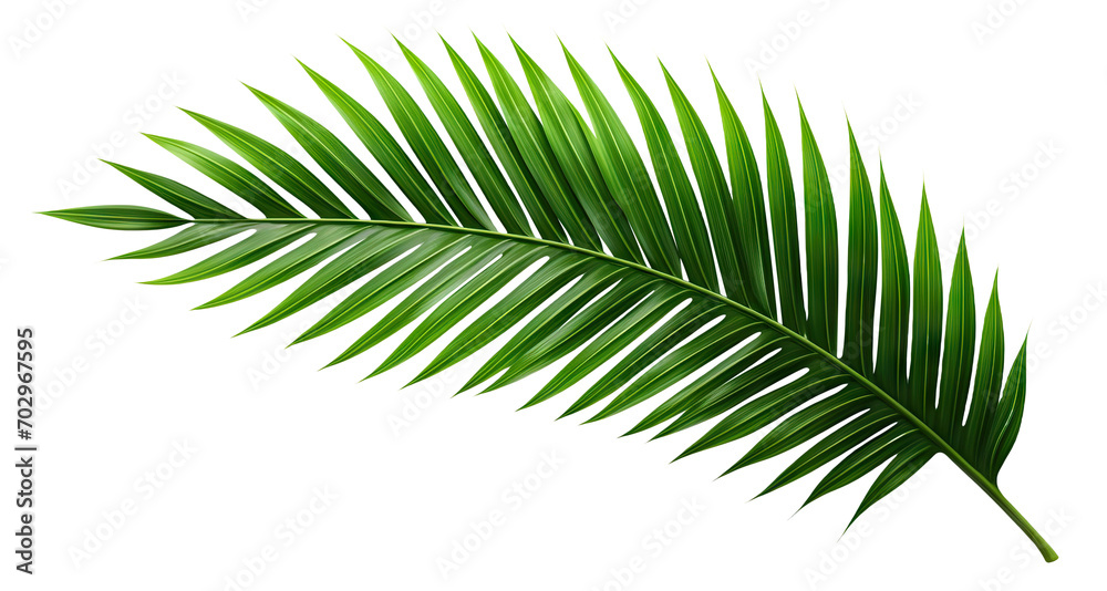 Tropical green palm leaf cut out - obrazy, fototapety, plakaty 