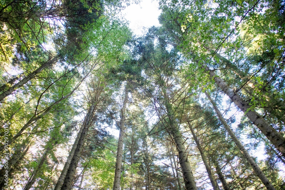 Photographic view of a large forest in spring Photographic view of a large forest in spring