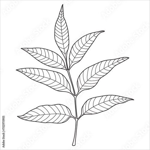 Ash tree leaf outline, vector botanical illustration. © svitlana