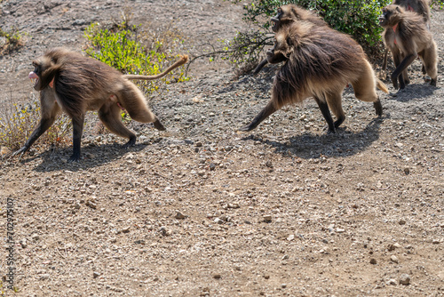 Gelada or Gelada baboon (Theropithecus gelada), fight between two males, Debre Libanos, Ethiopia