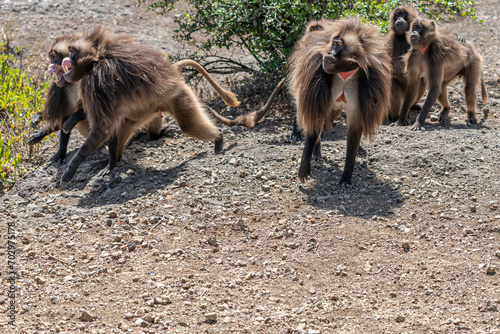 Gelada or Gelada baboon (Theropithecus gelada), fight between two males, Debre Libanos, Ethiopia photo