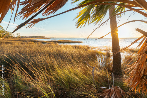 Palm tree and grasses blowing in the wind along a wild stretch of beach near Port St. Joe, Florida photo