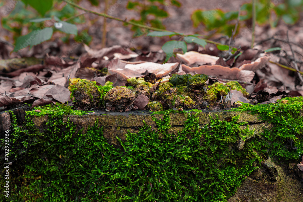 Closeup of green moss on the ground in a forest Closeup of green moss on the ground in a forest