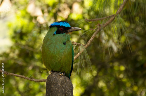 Momotus momota. Amazonian bird of beautiful colors. 