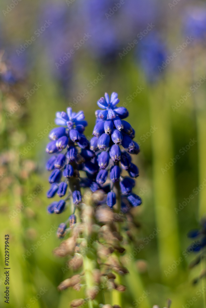 Blume Blume
