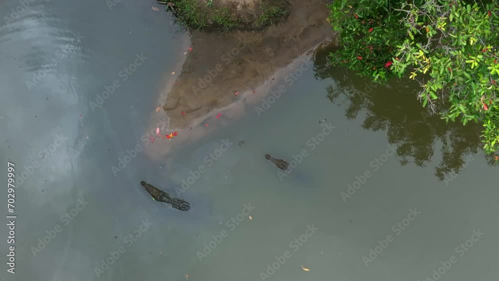 Aerial: Drone Lockdown Shot Of Alligators Swimming Under Tranquil Lake - Arugam Bay, Sri Lanka Aerial: Drone Lockdown Shot Of Alligators Swimming Under Tranquil Lake - Arugam Bay, Sri Lanka