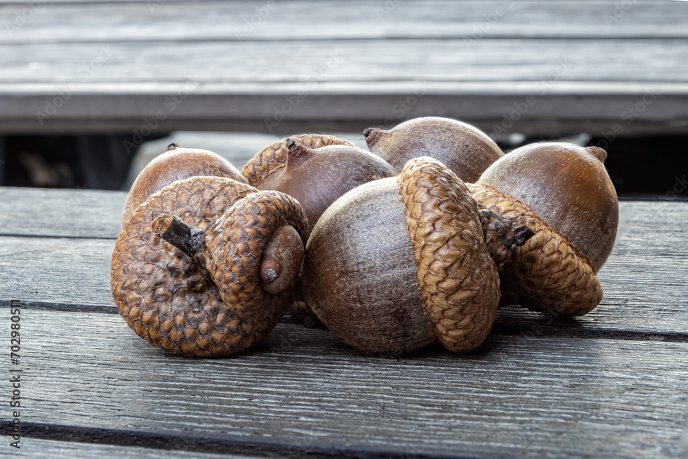 Fototapeta premium Small ripe acorn from an oak tree.