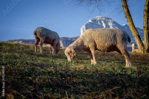 Moutons dans un pré en montagne photo