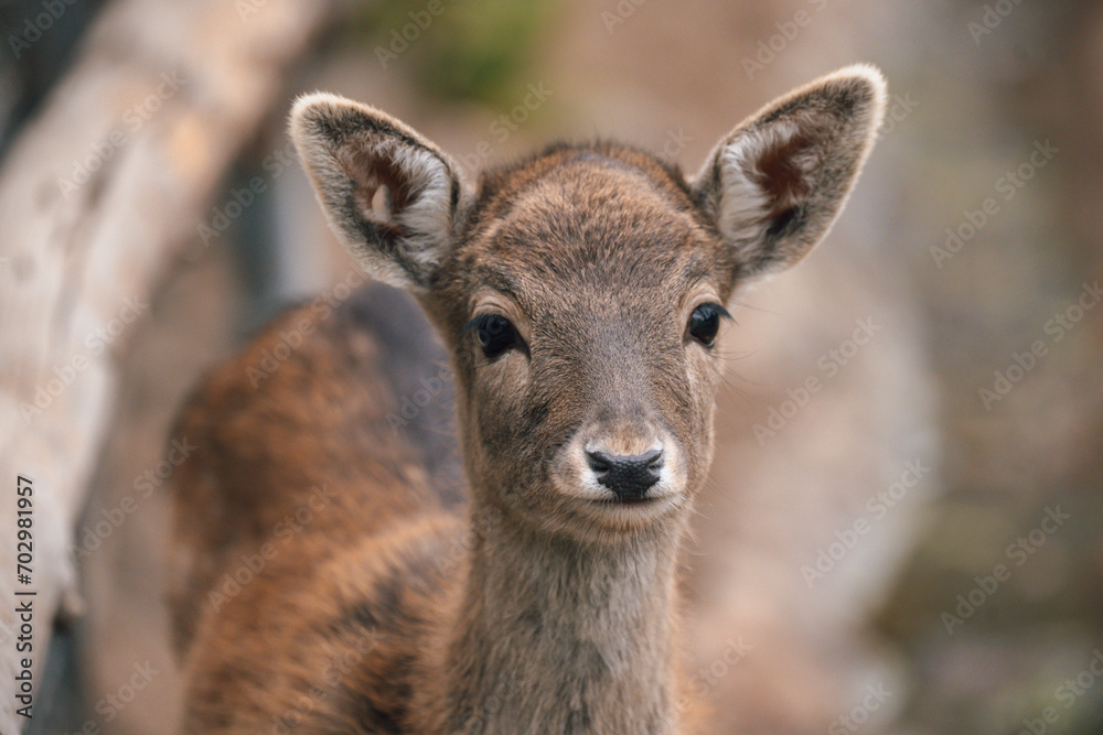 Tiny Enchantment: Little Deer in Nature