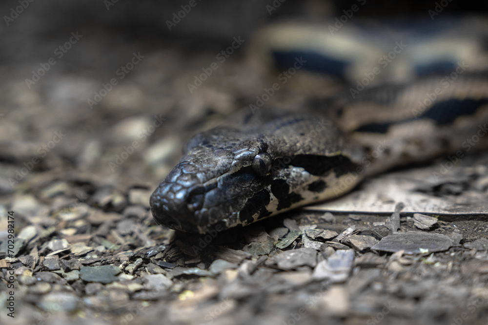 Serpentine Intimacy: Close-Up of a Snake