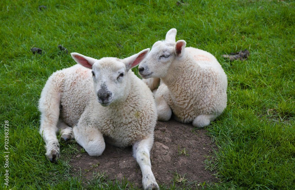 Fototapeta premium relaxing Cotswolds lambs - Broadway - England