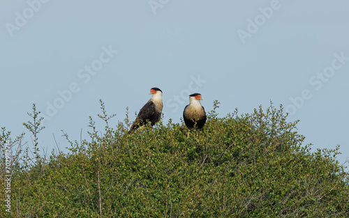 crested caracara on perch at sunset 