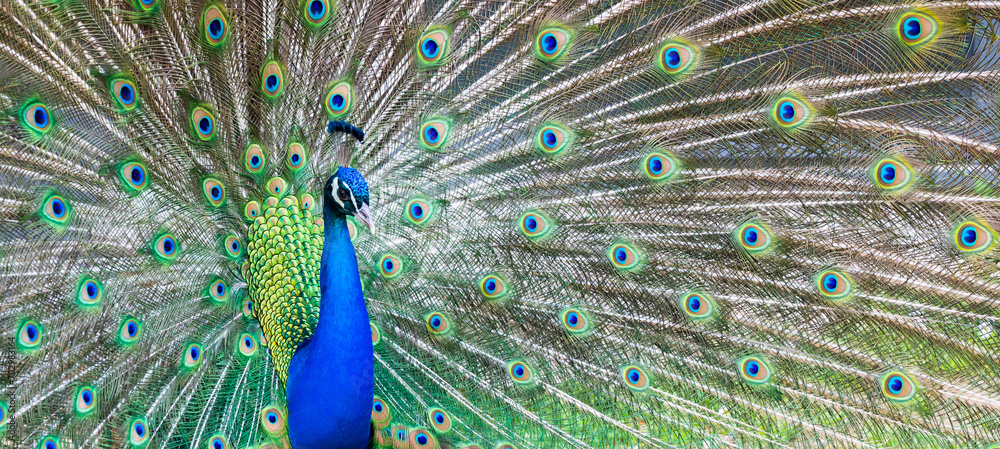 Obraz premium Peacock portrait. Beautiful colourful peackock feather