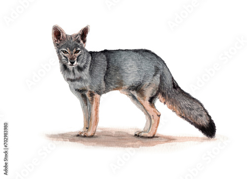  Ilustración en acuarela de Zorro Gris o Chilla (Lycalopex griseus) Mamíferos de Chile.	